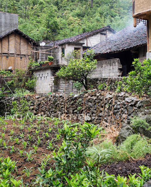 黑衣壯吞力屯