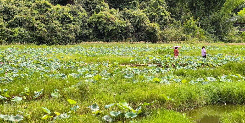 十里畫廊蝴蝶莊園